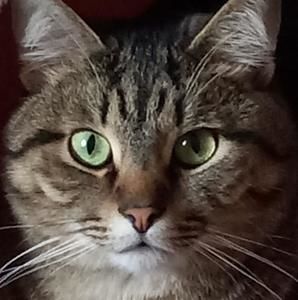 Meet your Posher, Perri